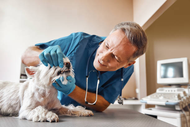 Best 24-Hour Emergency Dental Care in Wheeling, WV